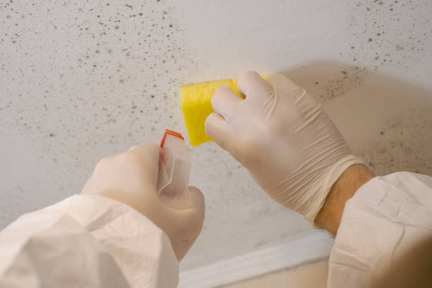 Trusted South Glens Falls, NY Mold Removal Experts